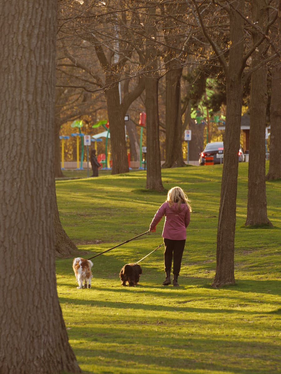 A woman walking two dogs through a sunlit park in the late afternoon.