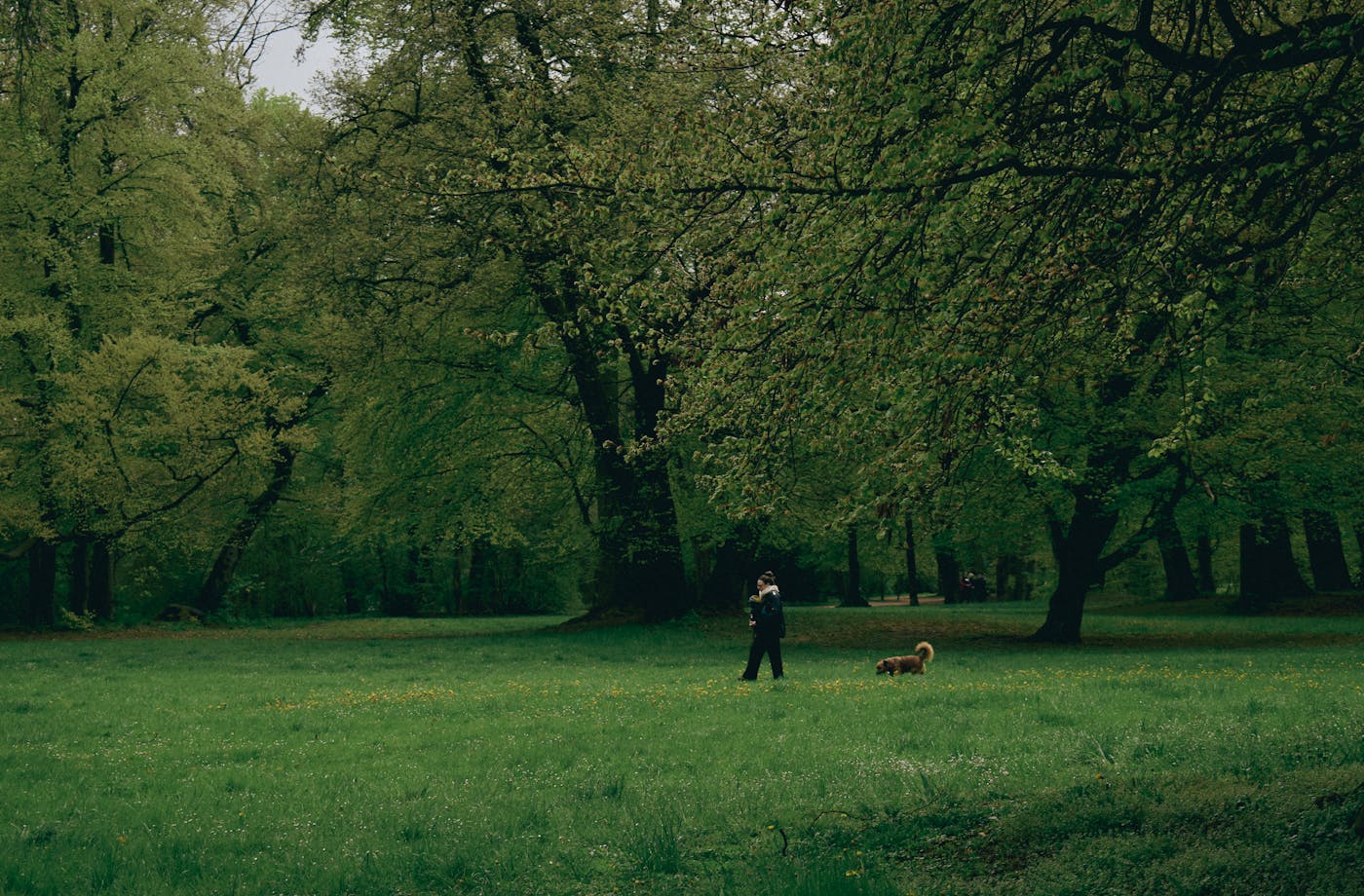 A person and a dog walking across a green park.
