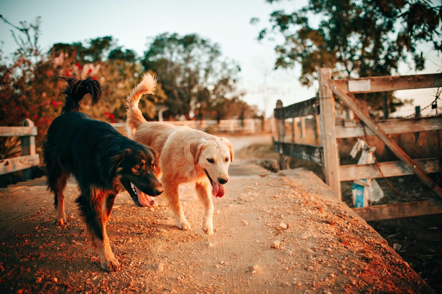 Two dogs walking together on a warm sunlit path beside a wooden bridge.