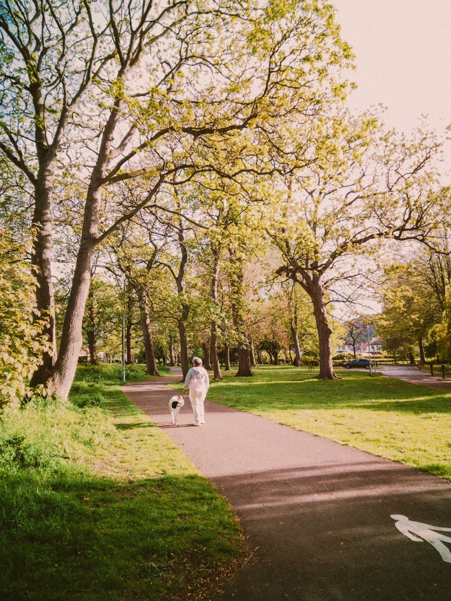 A person walking a dog down a sunlit path through a peaceful green park.