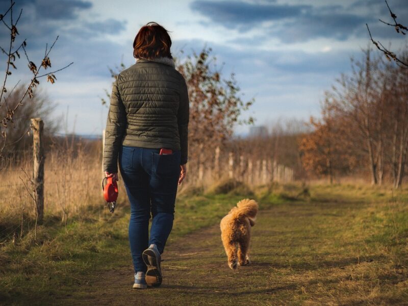 How to Make Dog Walks More Enjoyable for You and Your Pup