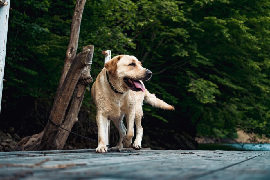 A happy Labrador Retriever dog walking on a wooden deck in a lush green outdoor setting.