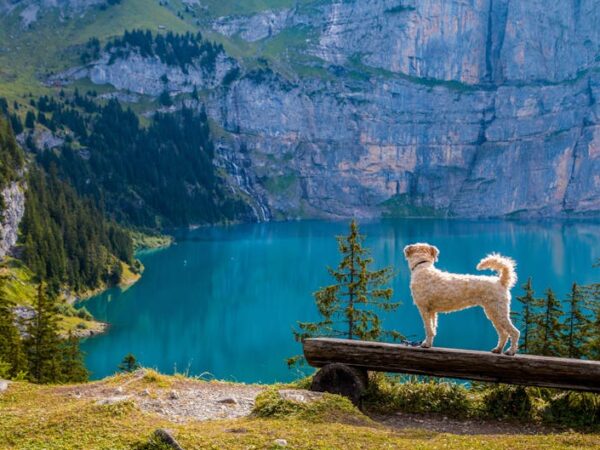 The Ultimate Guide to Traveling with Your Dog