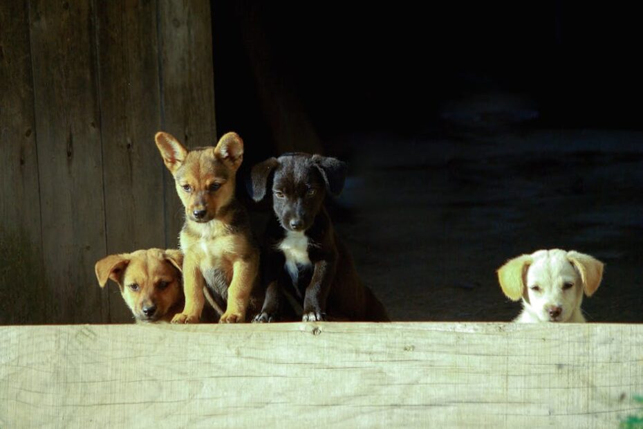 Four curious puppies peeking over a wooden fence, showcasing their playful nature.