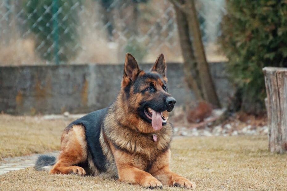 Close-up of a German Shepherd lying on grass, tongue out, outdoor setting.